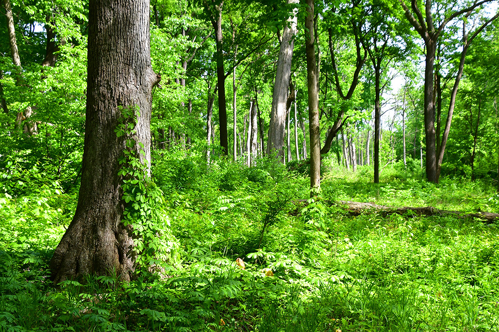 Lush green forest with tall trees and vibrant undergrowth in sunlight.