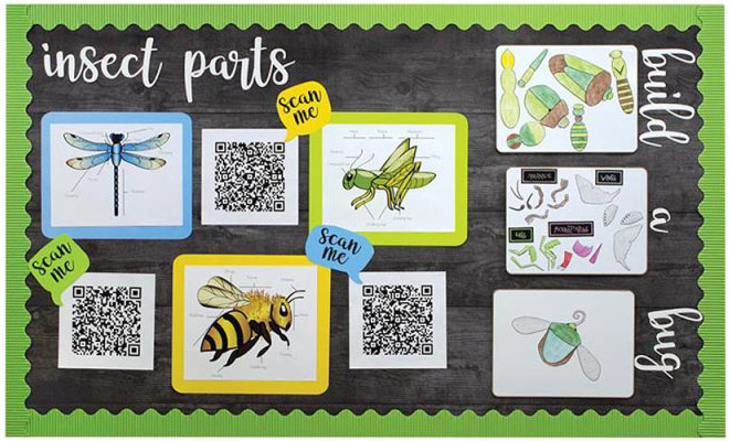 Insect parts bulletin board display